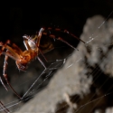 Could Spiders Produce The Next Super-Strong Material ?
