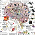 (Infographic) The Complexity of The Human Brain And Its Functions