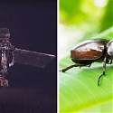 (Video) A Flapping Microrobot Inspired by The Wing Dynamics of Rhinoceros Beetles