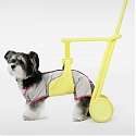 Is Your Elderly Dog Facing Issues While Walking ?