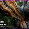 (PDF) Accenture - Reinventing for Resilience : A CEO's Guide