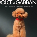 Dolce & Gabbana Launches Fefé, A Luxury Perfume for Dogs